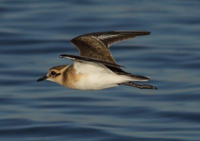 white_fronted_plover