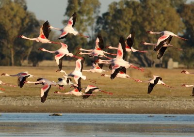 lesser_flamingo