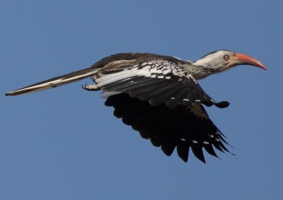 southern_red_billed_hornbill