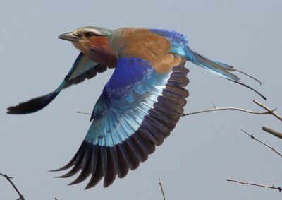 South Africa birds in flight 