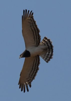 Black breasted Snake Eagle