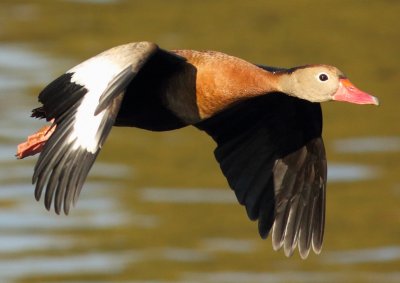whistling_duck