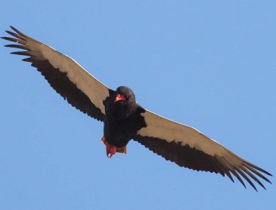 bateleur