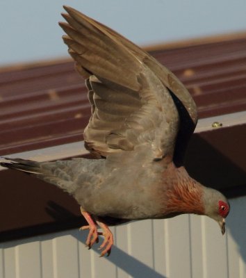 Speckled Pigeon