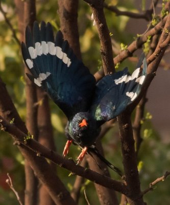 Green wood Hoopoe