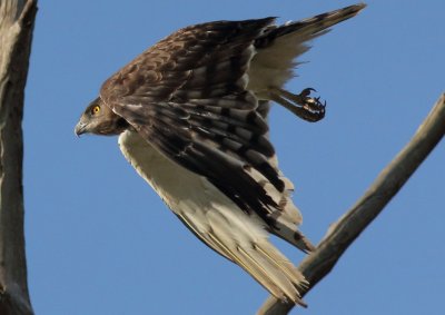 Black chested Snake Eagle