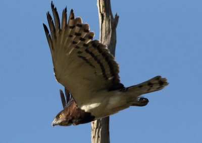 Black chested Snake Eagle