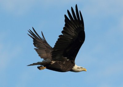 005Bald eagle.jpg