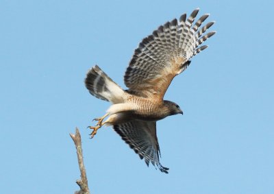 015Red shouldered hawk4.jpg