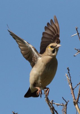 Wattled Starling female