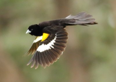 white-winged_widowbird