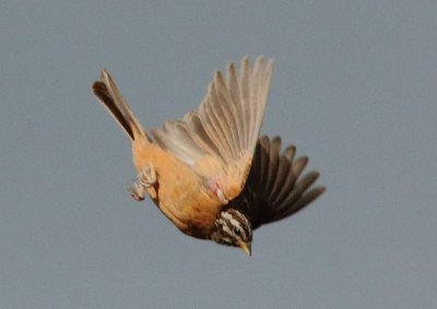 Cinnamon breasted Bunting