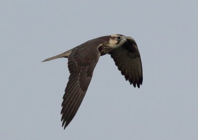 Lanner Falcon juvenile