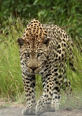 Leopard.jpg