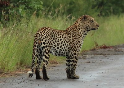 Leopard4.jpg