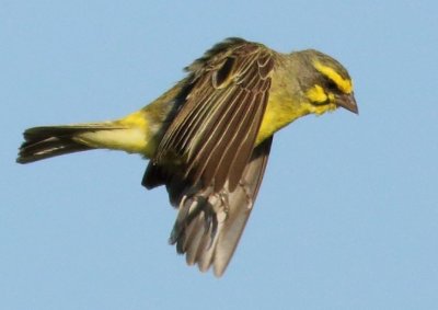 Yellow fronted Canary