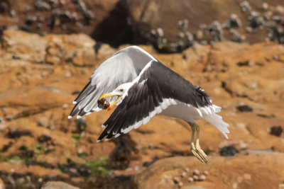 kelp_gull