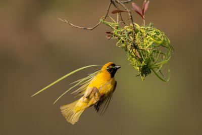 6th place Birding BIF 140501