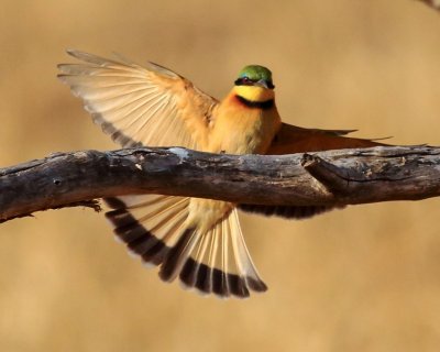 Little Bee Eater