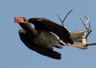 Trumpeter Hornbill