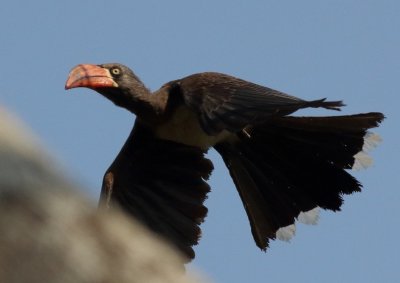 Trumpeter Hornbill