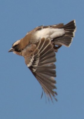 white_browed_sparrow_weaver