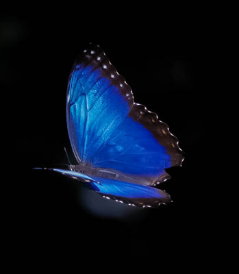 Blue Morpho Butterfly morpho peleides