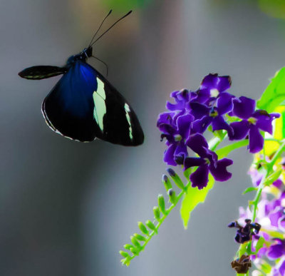 Small Blue Grecian Butterfly heliconius sara