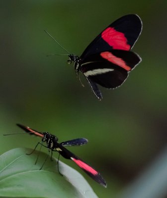 Postman Butterfly Heliconius melpomene