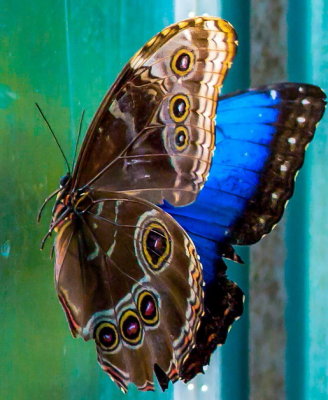 Blue Morpho Butterfly morpho peleides