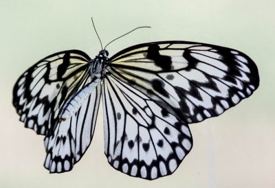Paper Kite Butterfly Idea leuconoe