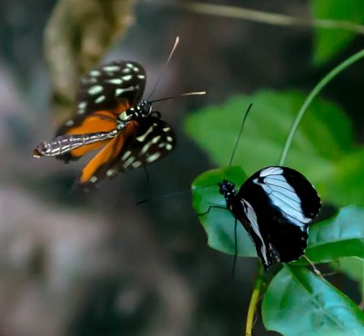 Golden Longwing Butterfly heliconius hecale