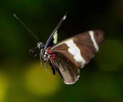 Transandean Cattleheart Butterfly Perides iphidamas
