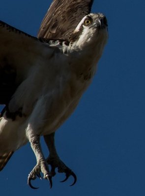 Shooting the eye out of an Osprey in flight