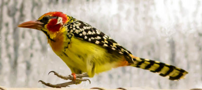 Red and yelow barbet