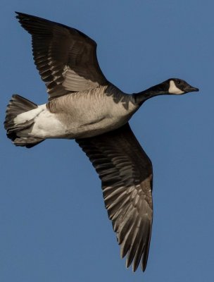 Shawnee mission canadian goose
