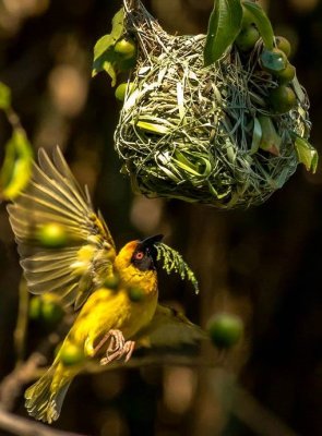 South Africa weaver nesting