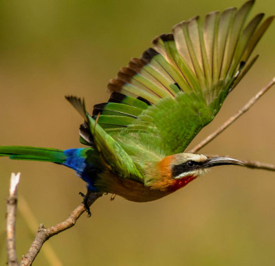 White Fronted Bee eater on the move