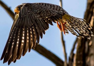 Amur Falcon heading out for the morning hunt