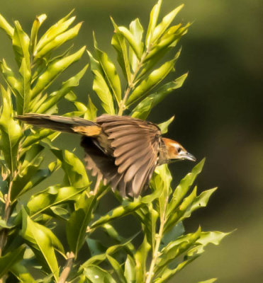 Cape Grass bird