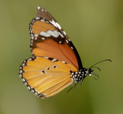 Monarch last light South Africa