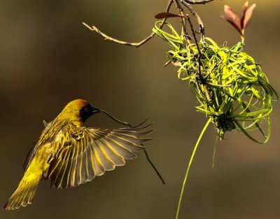 3rd place Bird Homes In Nature 150603