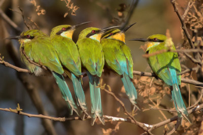 Swallow tail bee eaters