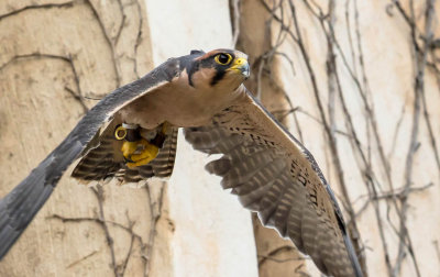 Peregrine Falcon