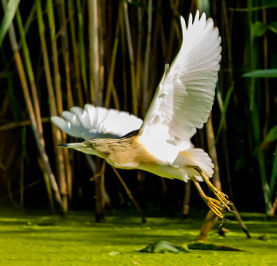 squacco_heron