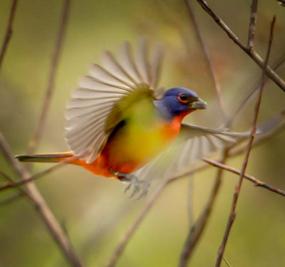 Painted bunting in flight