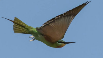 blue_cheeked_bee_eater