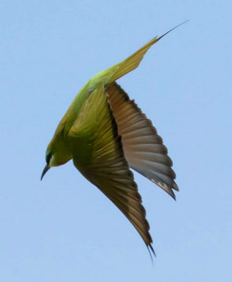 Blue cheeked Bee eater
