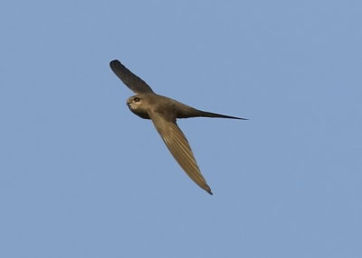 African Palm Swift