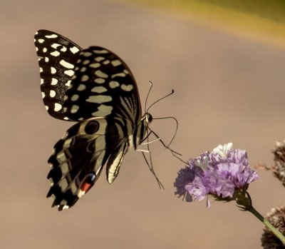 The delicate touch of a butterfly in flight